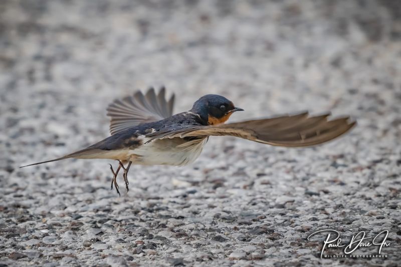 Barn Swallow