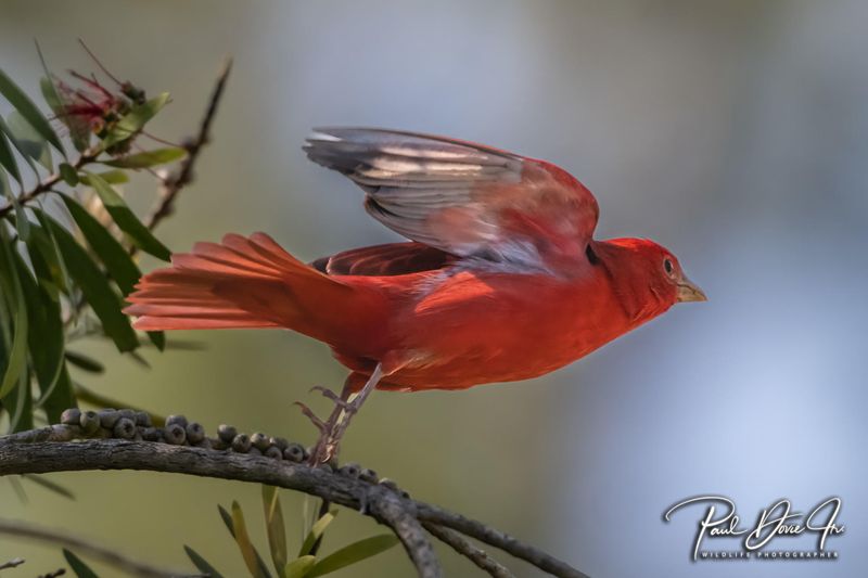 Summer Tanager taking flight