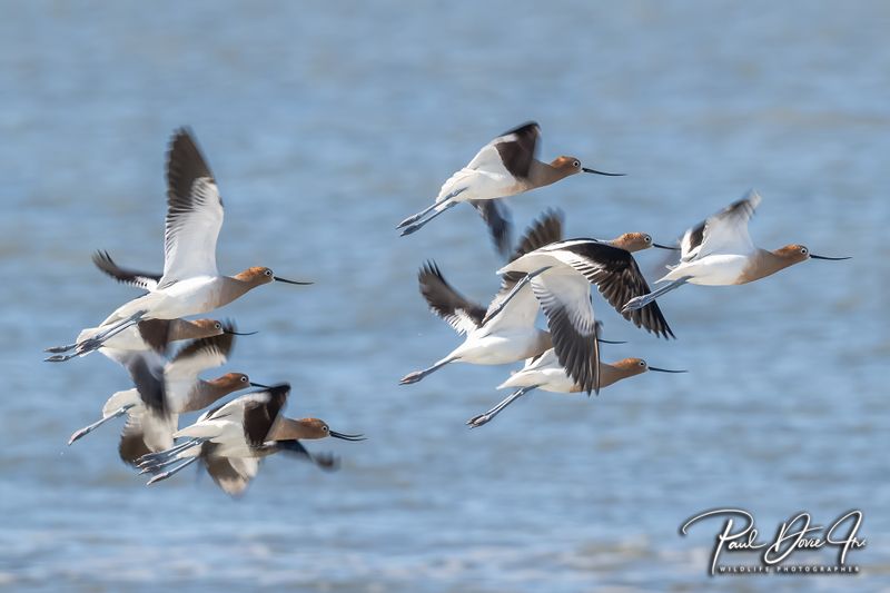American Avocet in Flight