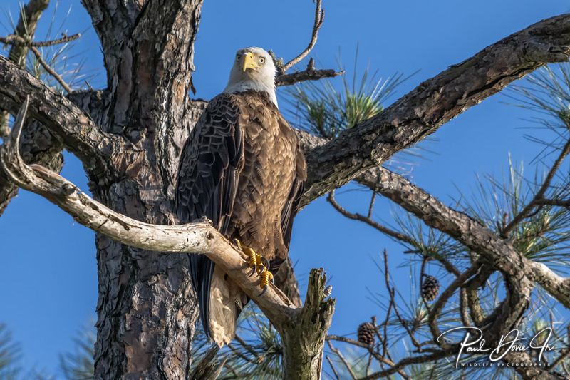 Bald Eagle