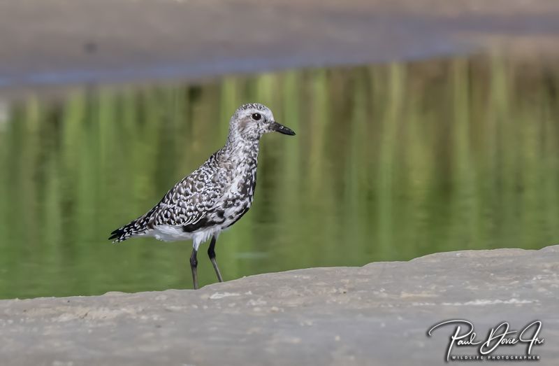 DI Black-bellied Plover_0044.jpg