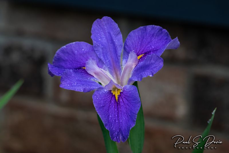 Lavender Iris