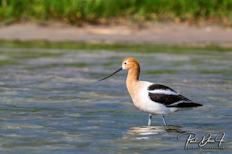 American Avocet