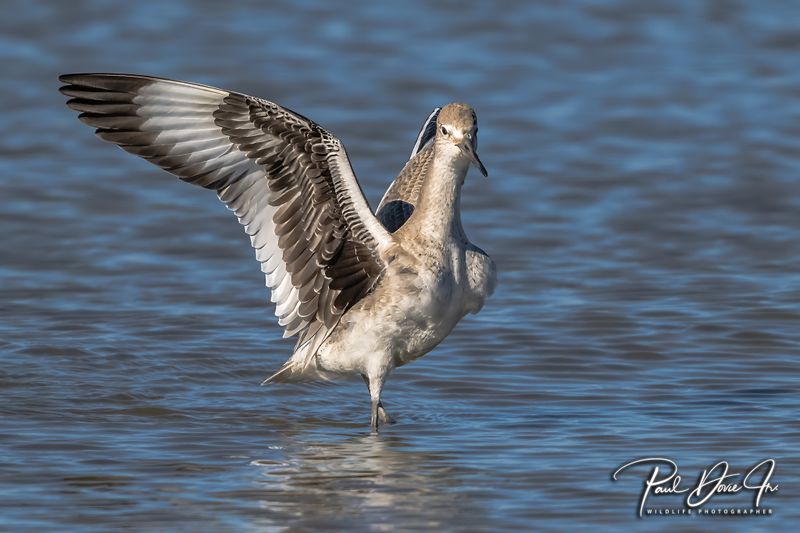 Willet