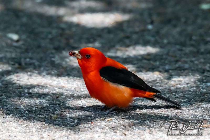 Scarlet Tanager