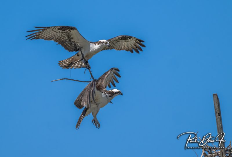 Osprey
