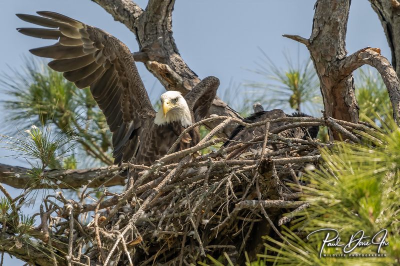 Bald Eagle