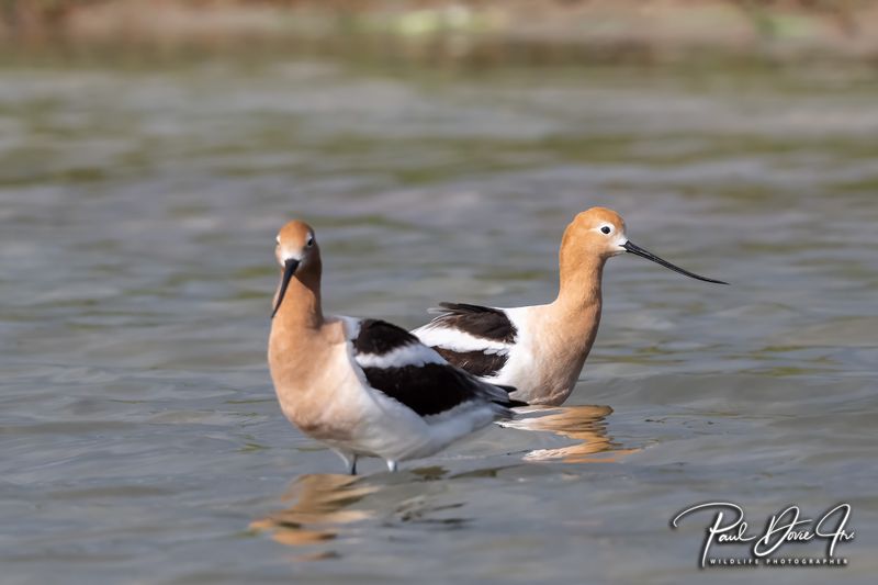 American Avocet