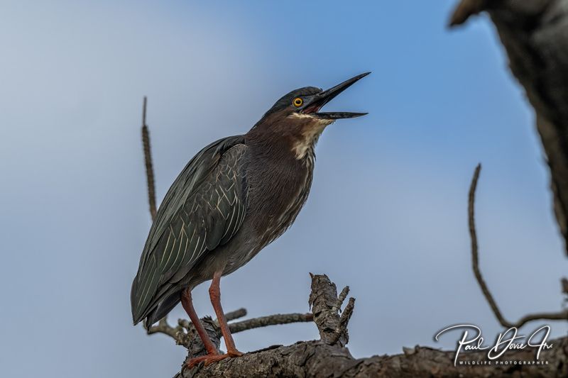 Green Heron