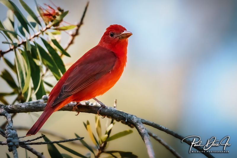 Summer Tanager