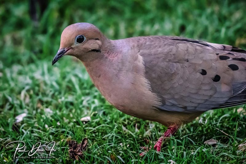 Mourning Dove