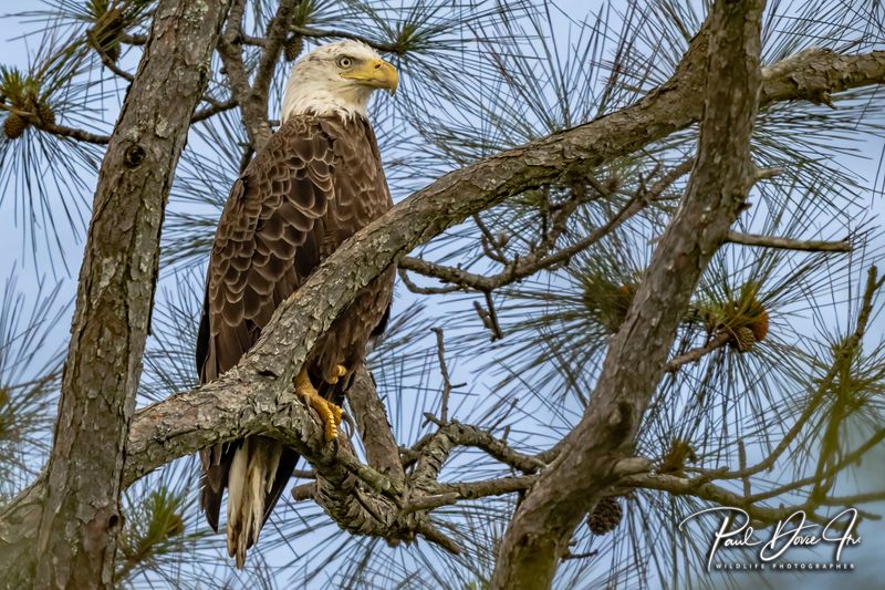 Bald Eagle