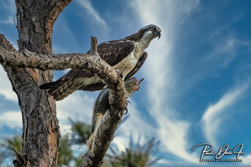 Osprey eating a speckle trout. 