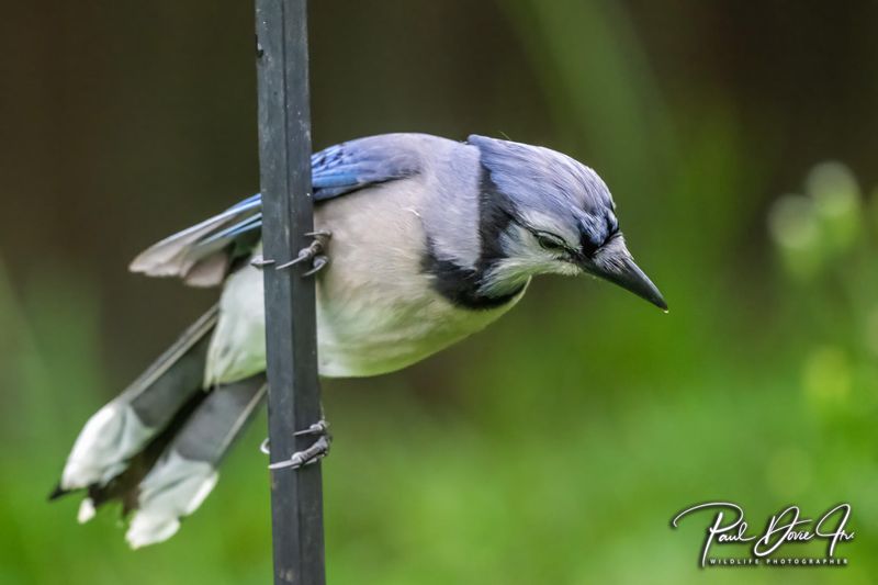 Blue Jay