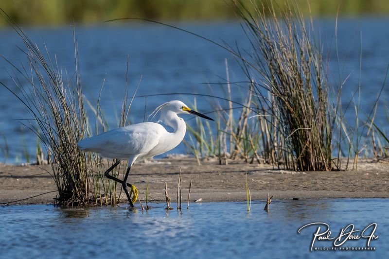 Snowy Egret