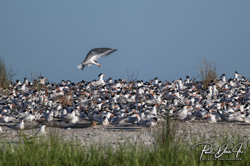 Royal Tern