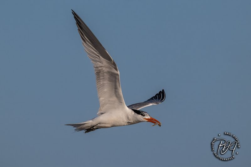 Royal Tern