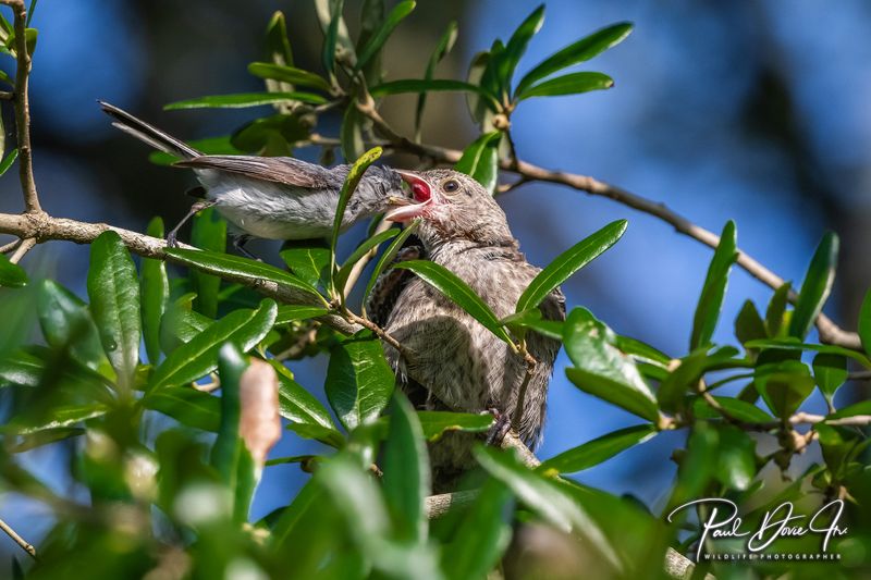 Blue-gray Gnatcatcher feeding a juvenile Brown-Headed Cowbird