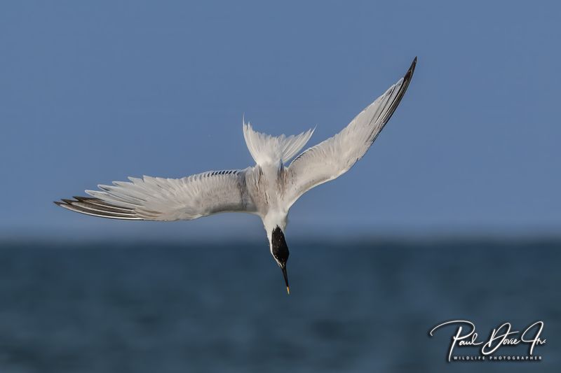 Sandwich Tern