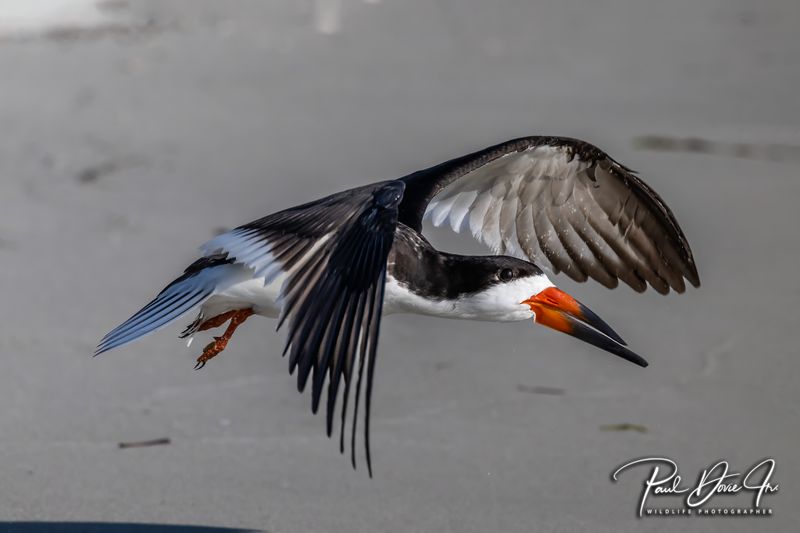 Black Skimmer