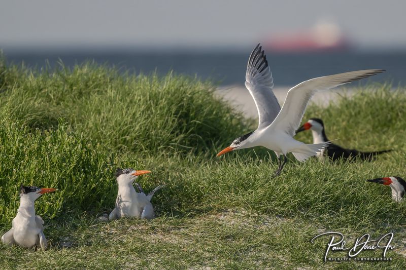 Royal Tern nesting