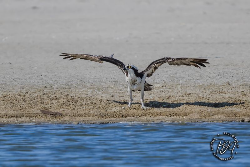 Osprey