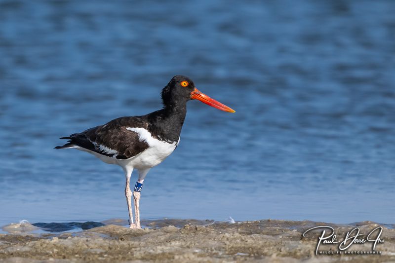 American Oystercatcher
