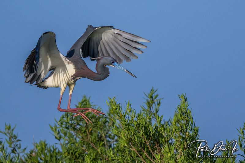 Tricolored Heron