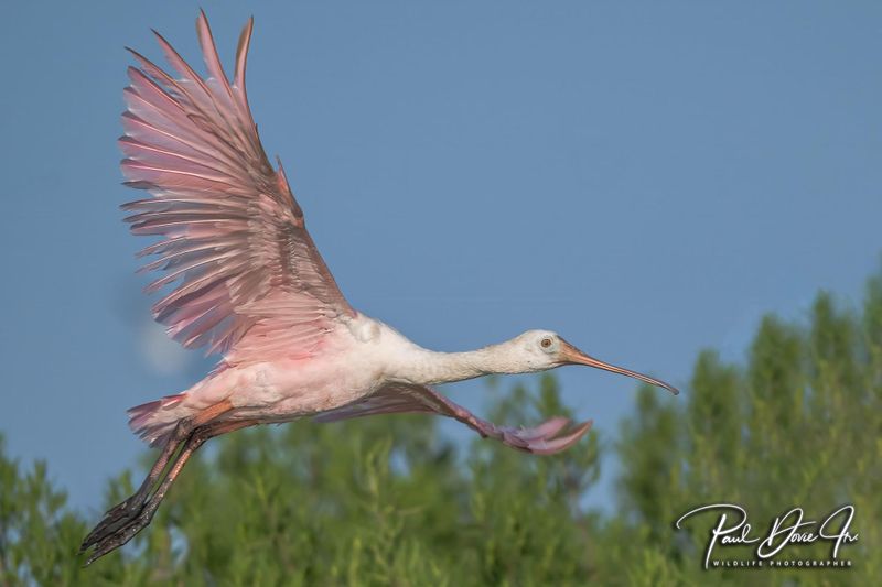 Roseate Spoonbill