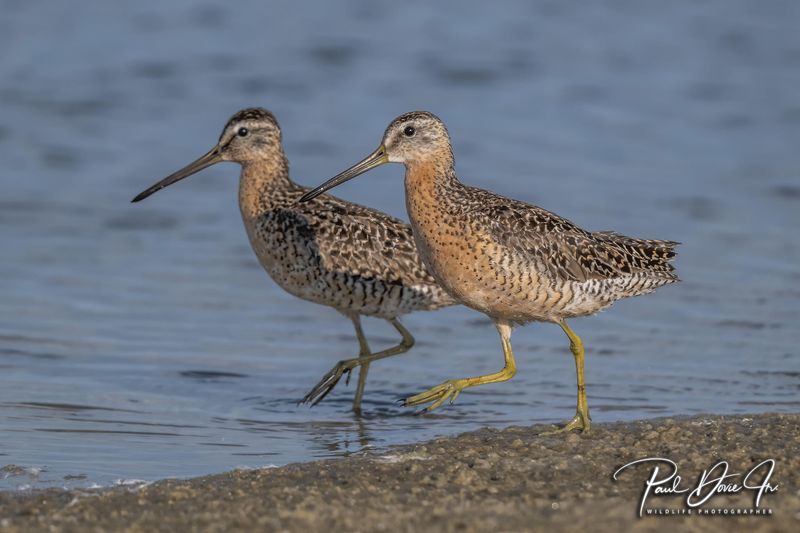 Short-billed Dowitcher