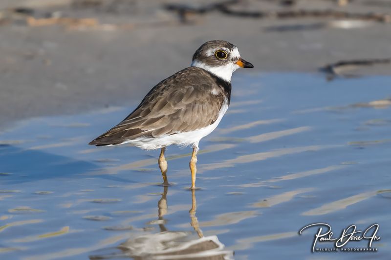 Semipalmated Plover