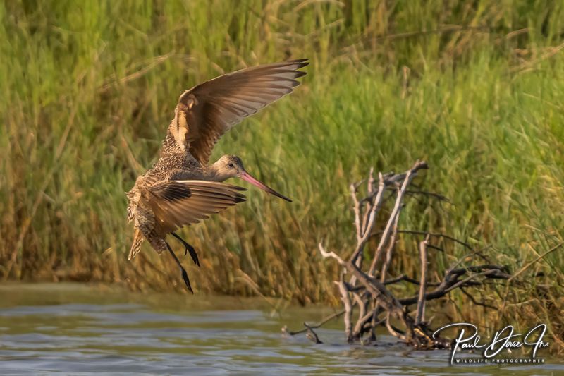 Marbled Godwit