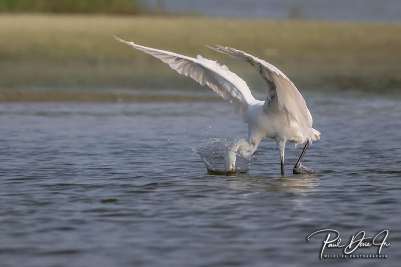 Morph Reddish Egret