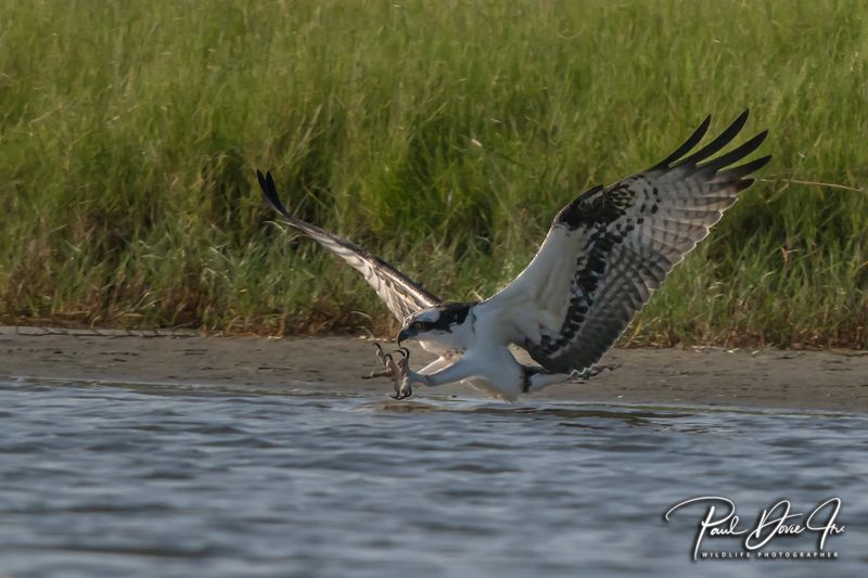 Osprey Diving
