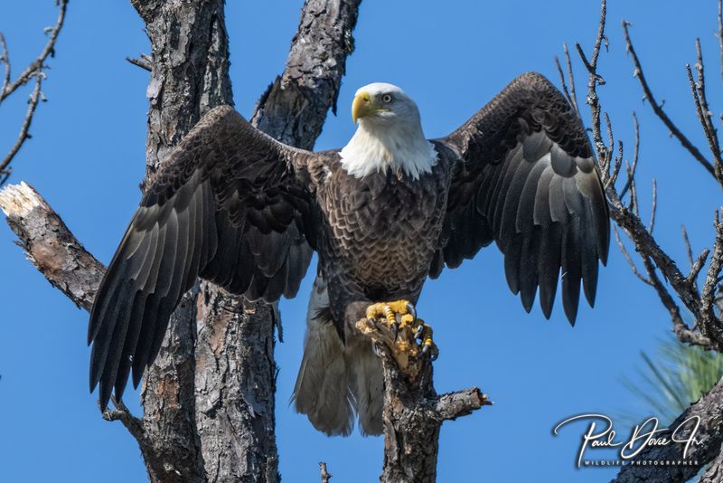 Coden Bald Eagle