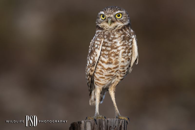 Burrowing Owl