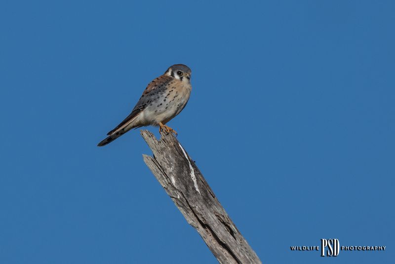 American Kestrel