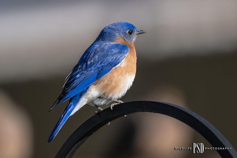 Eastern Bluebird