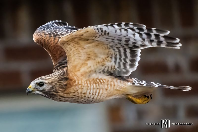 Red-shouldered Hawk