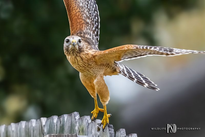 Red-shouldered Hawk
