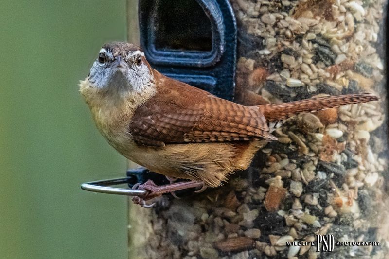 Carolina Wren
