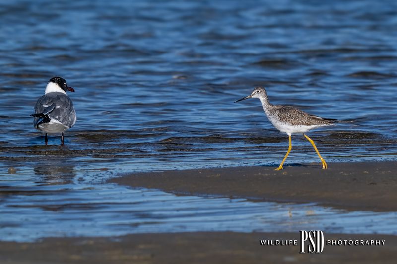 Greater Yellowlegs