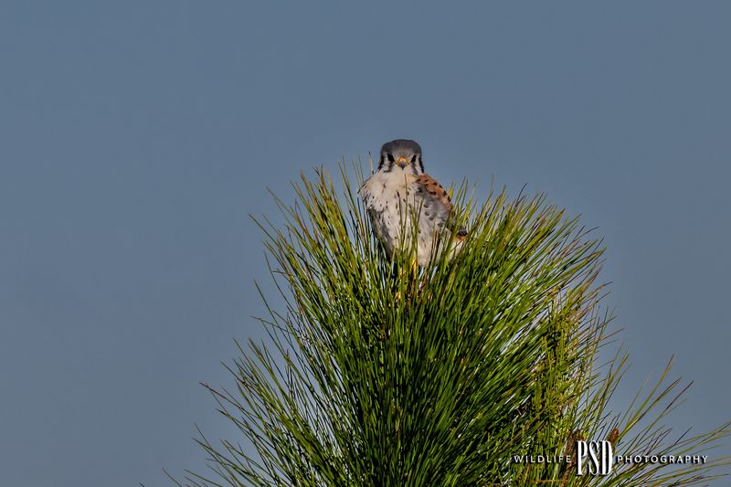 DI American Kestrel_0045