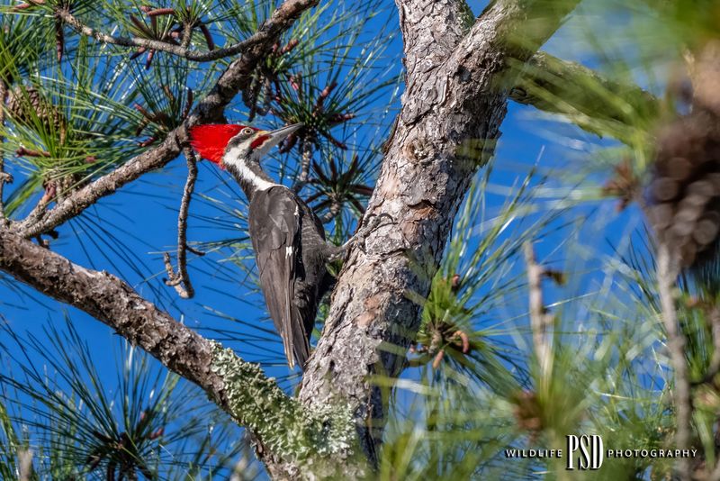 Pileated-Woodpecker
