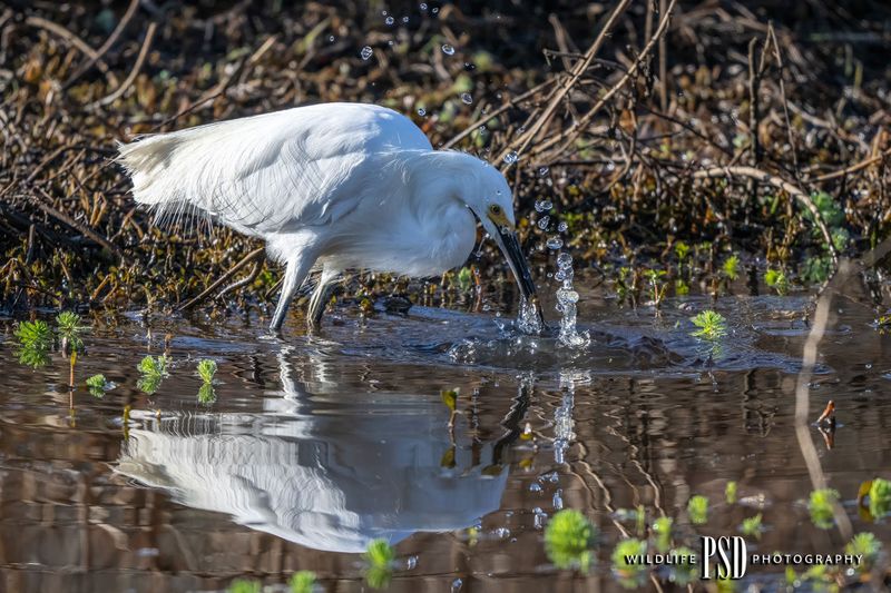 Snowy Egret