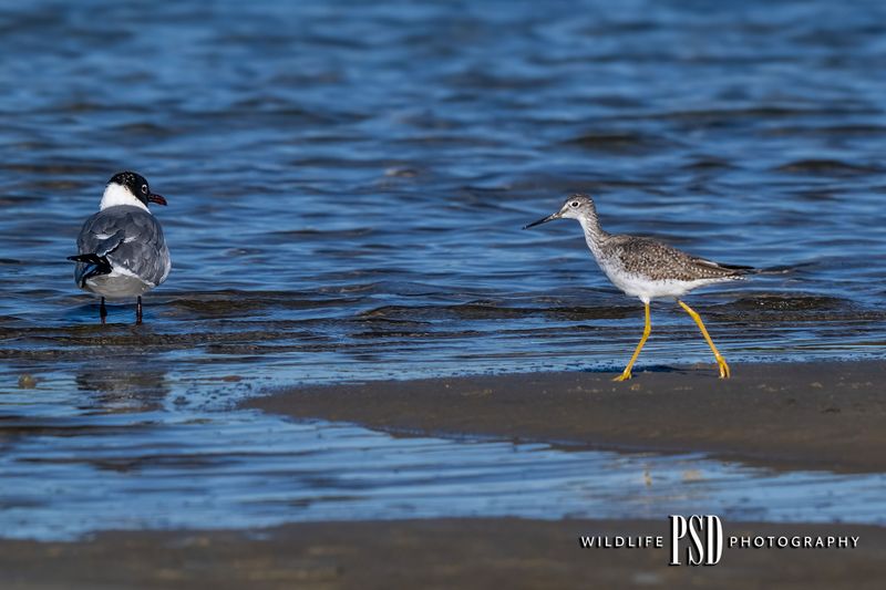 Greater Yellowlegs