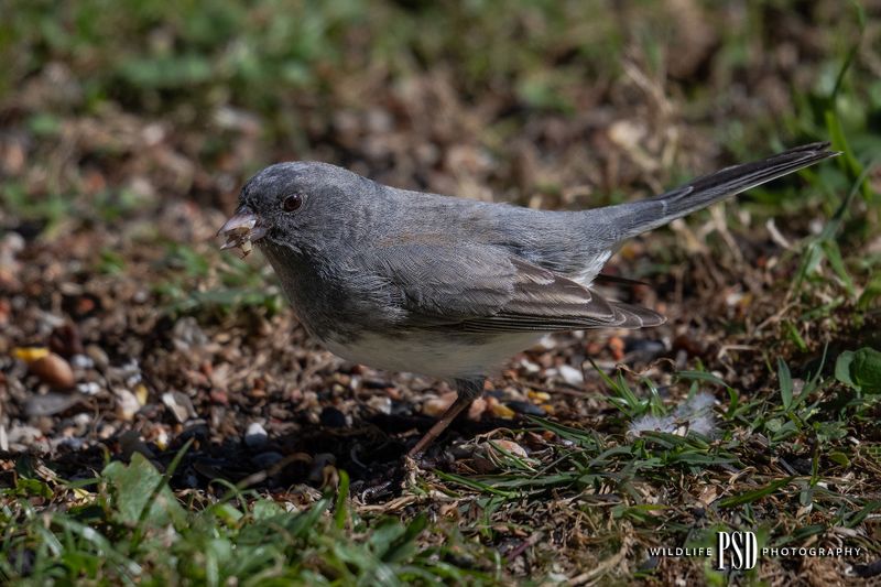 Dark-Eyed-Junco
