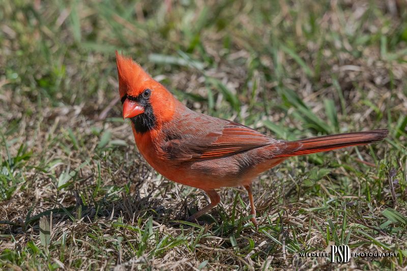 Northern-Cardinal