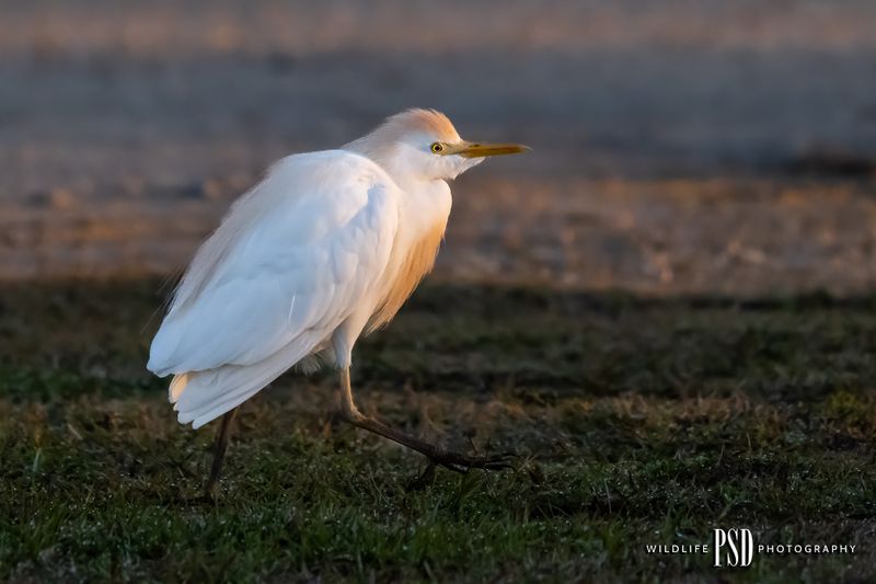 Cattle Egret