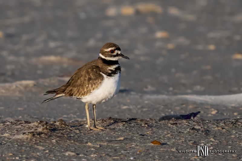 Killdeer